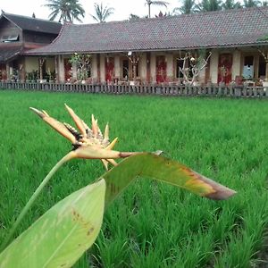 Rice Padi Artha